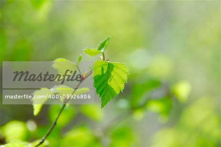 Natural background of young green spring leaves