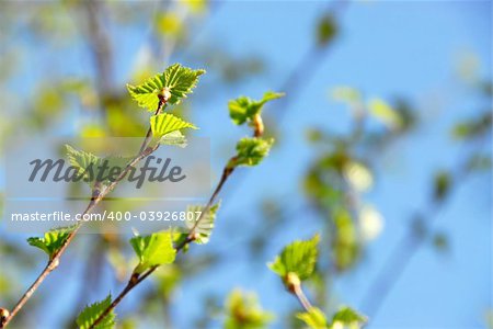 Natural background with young green spring leaves