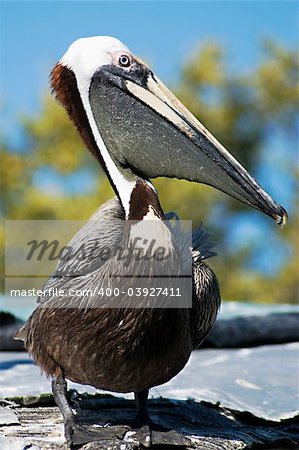 Pelican profile showing pouched beak