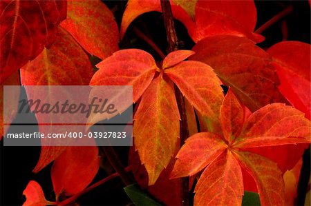 Image shows beautifully colored autumn leaves (Parthenocissus quinquefolia)