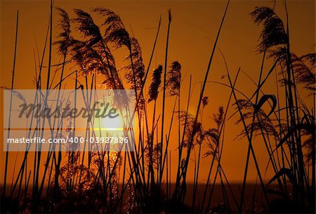 Silhouettes of reeds against a warm setting sun