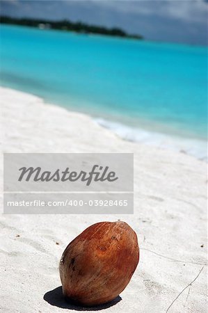 coconut on white maldivian beach