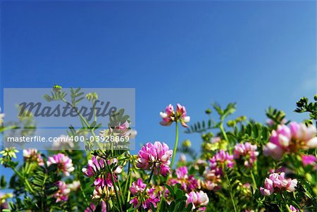 Summer meadow with blooming pink flowers crown vetch and bright blue sky