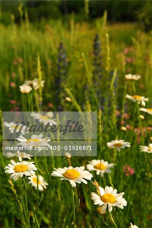 Summer meadow background with blooming daisy flowers and green grasses