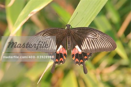 Black-red tropical butterfly on a leaf in the forest