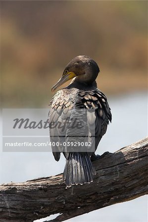 White breasted cormorant sitting on a branch