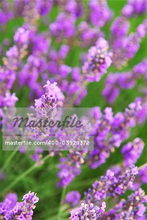 Botanical background of blooming purple lavender herb