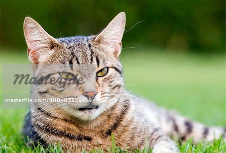 Home cat in the garden