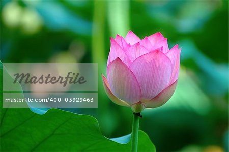 An outstanding lotus flower beside a leaf
