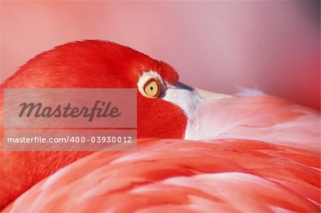 Greater Flamingo (Phoenicopterus ruber) at rest