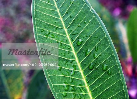 Close-up of a leaf after rainfall.