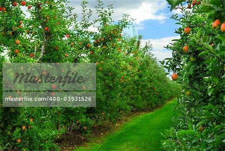 Apple orchard with red ripe apples on the trees under blue sky