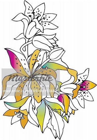 Colorful lilies on white background