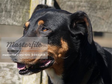 A New Zealand Huntaway sheepdog