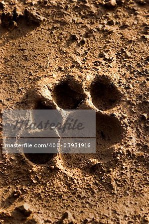 lion footprint in mud