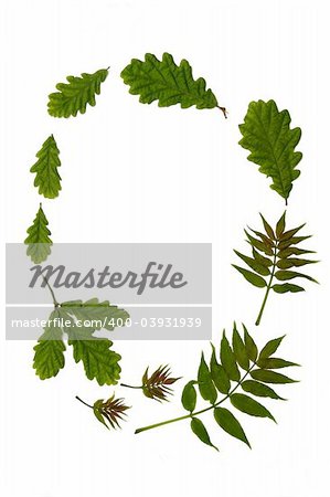 Oval arrangement of fresh oak and ash leaves against a white background. The old rhyme for forthcoming summer weather being "Oak before ash in for a splash", and "ash before oak in for a soak".