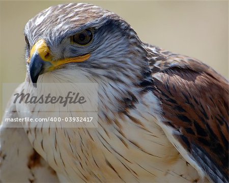 Close-up portrait of a Hawk with a tan backgroung