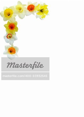 Daffodil corner arrangement with copyspace. Isolated with clipping path