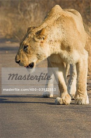 Lioness walking along the road searching for prey