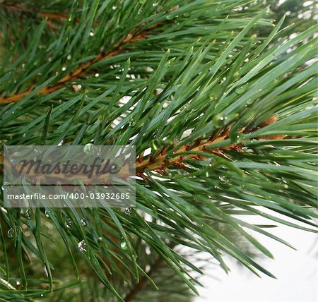 Needles of a pine with drops of a rain
