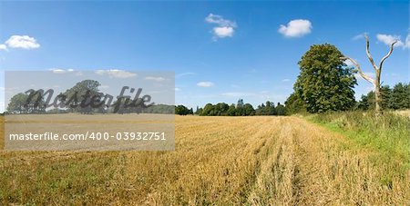 farmland empty cornfield after harvesting of arable crops