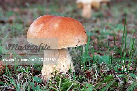 Close-up picture of a wild mushroom on a lawn