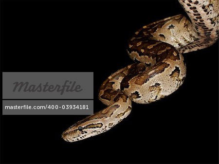 Southern African python (Python natalensis) , Matopos National Park, Zimbabwe