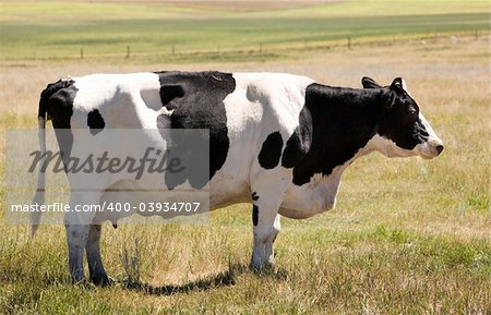 A holstein cow standing calmly in the grass looking at the camera with a sly look :)