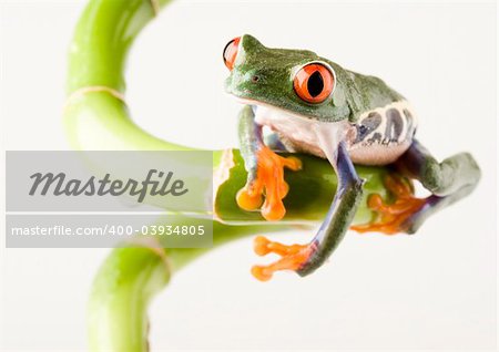 Frog - small animal with smooth skin and long legs that are used for jumping. Frogs live in or near water. / The Agalychnis callidryas, commonly know as the Red-eyed tree Frog is a small (50-75 mm / 2-3 inches) tree frog native to rainforests of Central America.