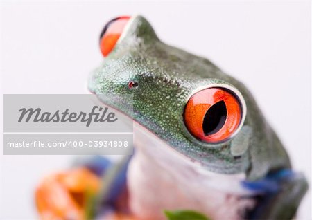 Frog - small animal with smooth skin and long legs that are used for jumping. Frogs live in or near water. / The Agalychnis callidryas, commonly know as the Red-eyed tree Frog is a small (50-75 mm / 2-3 inches) tree frog native to rainforests of Central America.