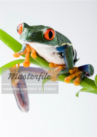 Frog - small animal with smooth skin and long legs that are used for jumping. Frogs live in or near water. / The Agalychnis callidryas, commonly know as the Red-eyed tree Frog is a small (50-75 mm / 2-3 inches) tree frog native to rainforests of Central America.