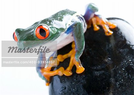 Frog - small animal with smooth skin and long legs that are used for jumping. Frogs live in or near water. / The Agalychnis callidryas, commonly know as the Red-eyed tree Frog is a small (50-75 mm / 2-3 inches) tree frog native to rainforests of Central America.