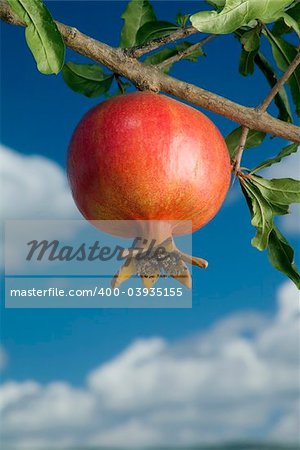 pomegranate on branch against cloudy blue sky