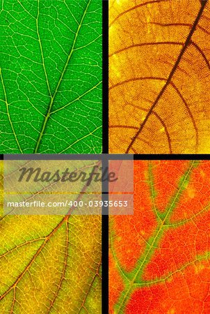 full resolution close up of four color leaf texture with selecting path included.