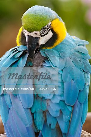 Blue & Yellow Macaw