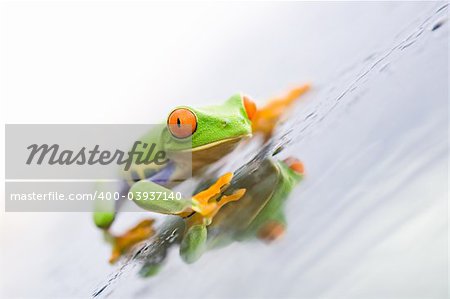 frog on glass - a red-eyed tree frog (Agalychnis callidryas) closeup with focus on eye