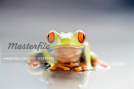 frog closeup - a red-eyed tree frog (Agalychnis callidryas) macro with focus on eyes