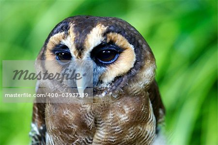 Barred Owl