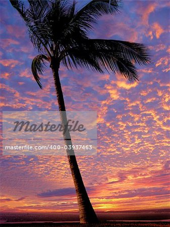 Palm tree on the beach at sunset