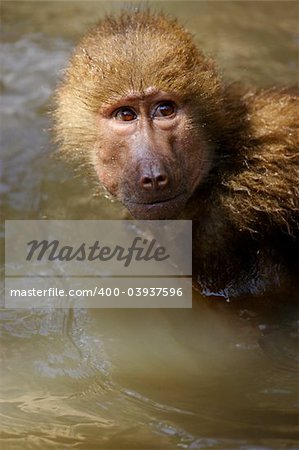 Hamadryas Baboon