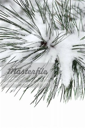 Macro of a pine branch covered with snow, single snowflakes visible at full size