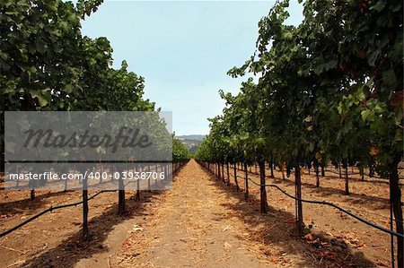 Vineyard in Sonoma county, California