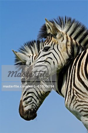 Portrait of two Plains (Burchells) Zebras (Equus quagga), Mokala National Park, South Africa