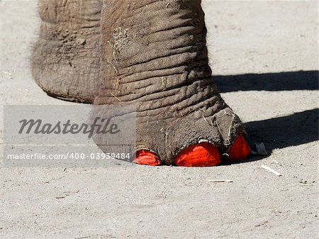 Elephant's feet with painted toenails