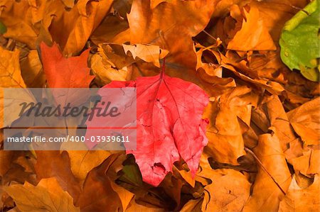 orange leaves on ground during fall season