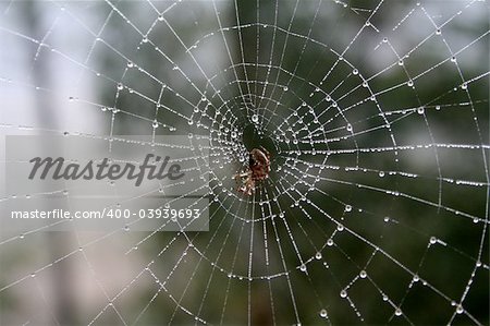 Dew formed on a spider's web. Spider is in the middle. From afar, looks like cracked glass.