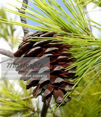 Brown pine cone