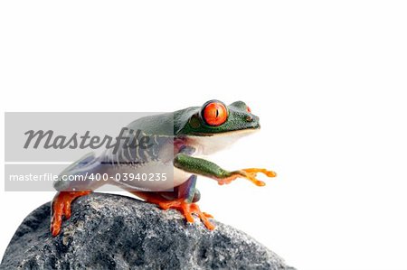 frog on rock, reaching for... I have no idea. A red-eyed tree frog closeup isolated on white