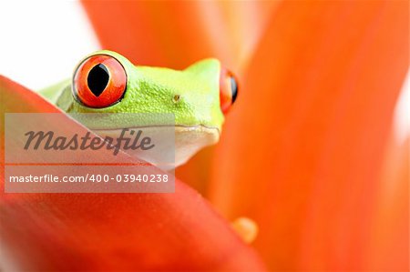 red-eyed tree frog (Agalychnis callidryas) macro, looking out from a plant