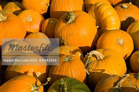 Harvested pumpkins